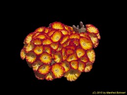 Sulcorebutia tarabucoensis v. tarabucoensis WR66 2285